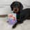 Buzz_the_dachshund_