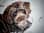 havapoo_sam