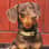grao.de.cafe_thedog