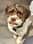 veryawkwarddog