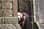 labradors_oscarandbailey