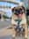 rumithewhirlingpuggle