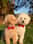 MiloAndLeosDogLife