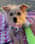 gillette_the_puppy