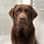 labrador.chocolate.charlie