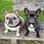 fransebullies