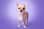 Pip.the.chihuahua_