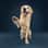 koda_the_gold