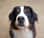 albert.olly.bernese