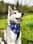 the_odie_diaries