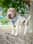 herbiethesharpei