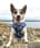 jack_russell_freddie