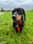 arnold_minidachshund