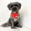 albie_the_scruffy_pup