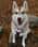 Husky_ofthe_sea
