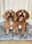 rodneyandmabel_the_cavapoos
