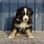 Theaussietyro