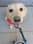 lou_goldenlab