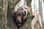 labradors_oscarandbailey