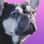 Belle.the_blue_frenchie