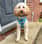 mrcooper_toypoodle