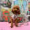 toypoodletoffifee