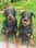 patout_beauceron