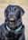 kai_black_lab