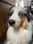 storm_the_aussie_