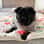 pipthepugpup