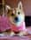 shiba.inu.nayla