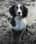Calliopethespringer