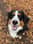 Bjorn_the_bernese