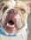 arlo_the_english_bull_dog