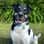 harvey_romanian_rescue