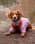 Ivythatcockapoo