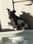 manchesterterrier_pongo