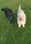 Juma.tommie.the.labradoodle
