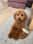 Life.of.poodle.Louie