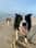 Laughing_bailey_happy_rosa