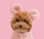 tinytoypoodle_crew