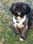 Toby_the_shiranian