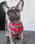 the_northern_pup
