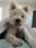 george.the.westie