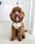 mabel.the.f2cockapoo