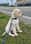 Yellow_lab_marley