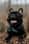 its_charlie_the_french_bully