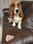 lucky_bassethound