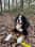 Wolf_deberner