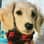 Giada_the_doxie
